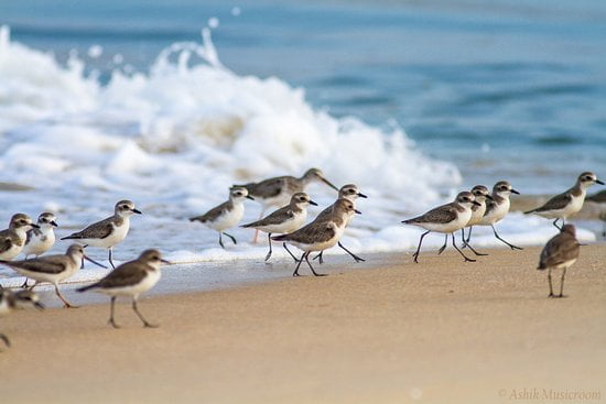 bird watching