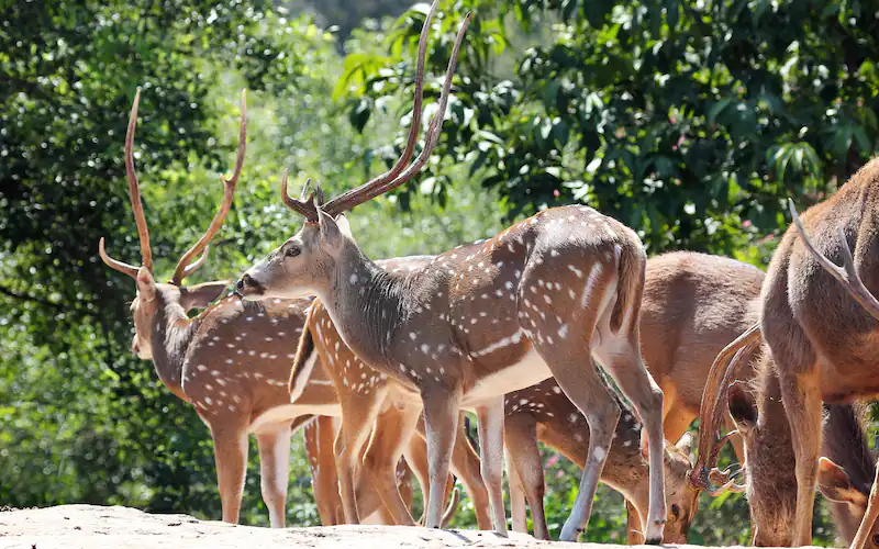 kalatop wildlife sanctuary