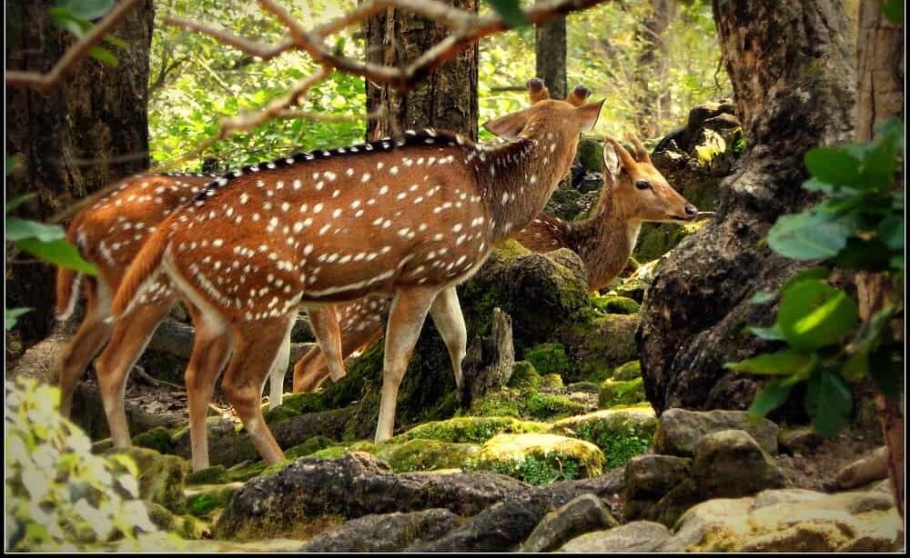 malsi deer dehradun