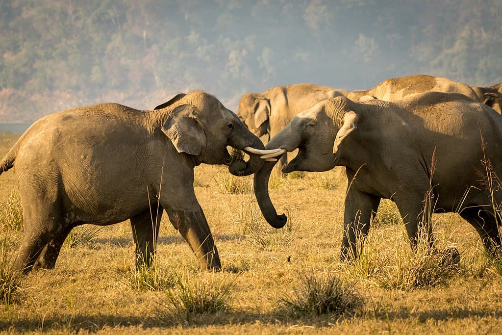 Jim Corbett National Park, Uttarakhand