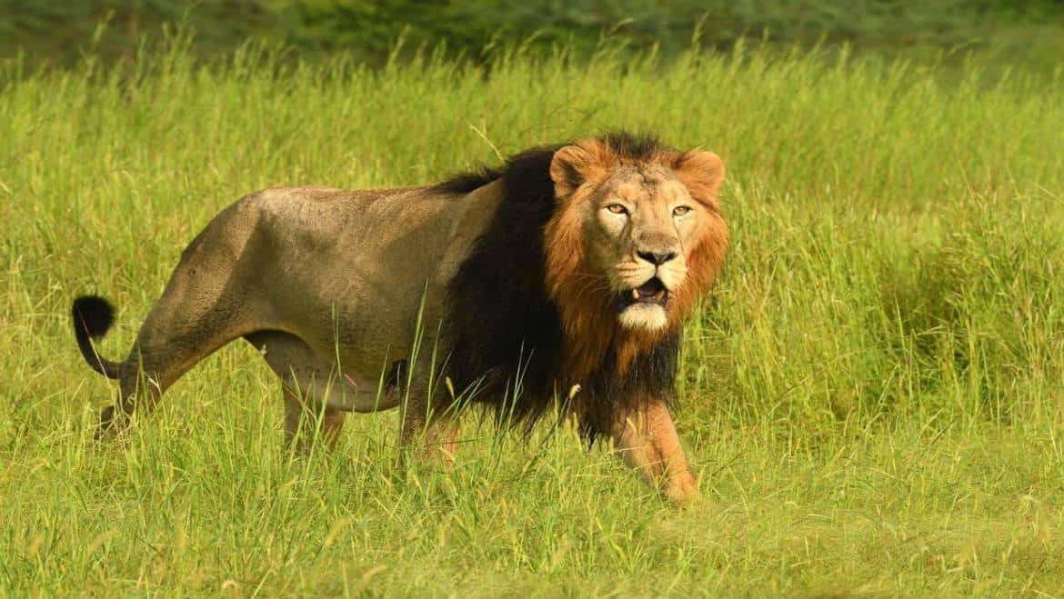 Gir-National-Park