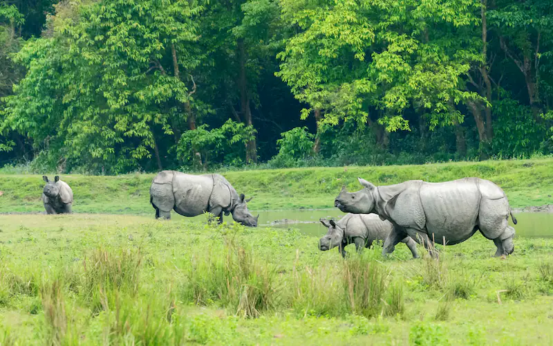 Kaziranga National Park, Assam