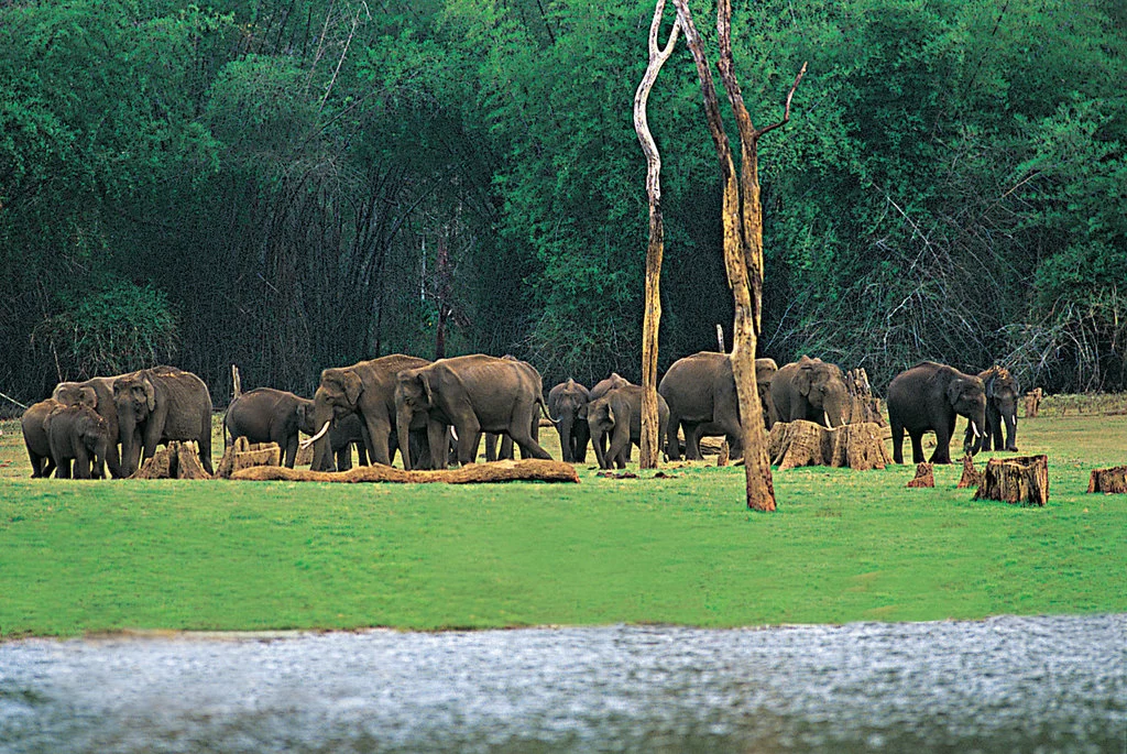 Periyar Wildlife Sanctuary, Kerala