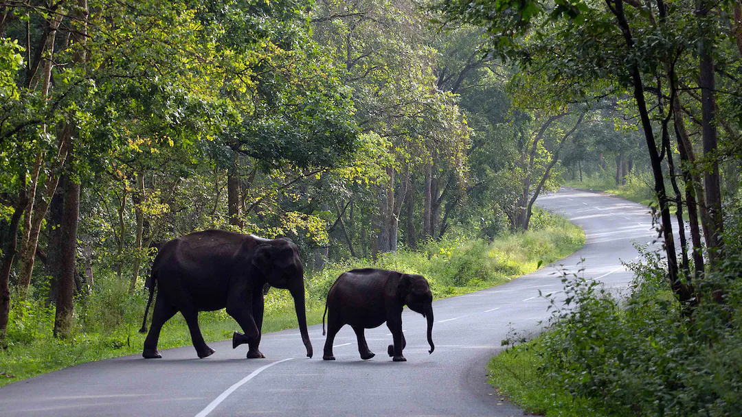 The Peppara Wildlife Sanctuary Wayanad Best Budget Resorts in Wayanad