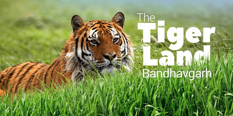 Bandhavgarh National Park, Madhya Pradesh