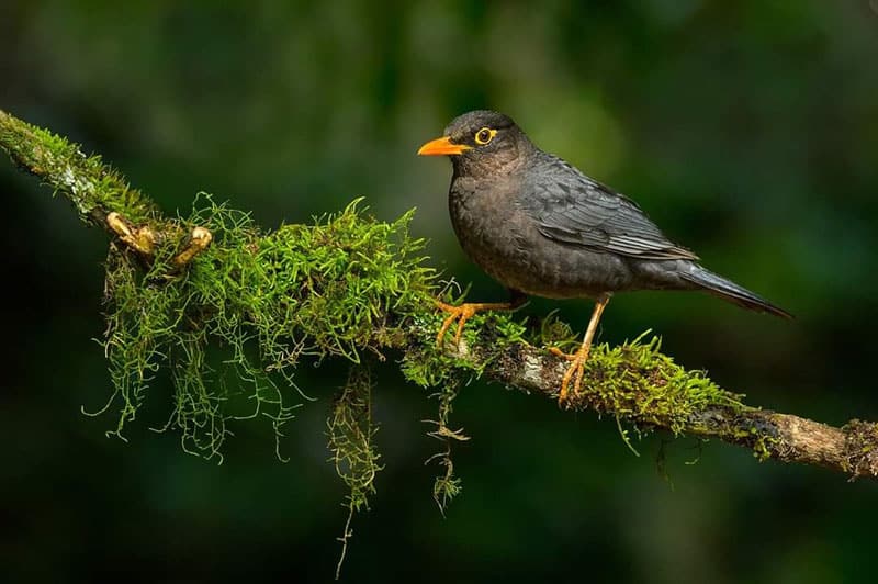 birding in coonoor