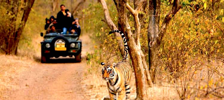 Ranthambore National Park, Rajasthan