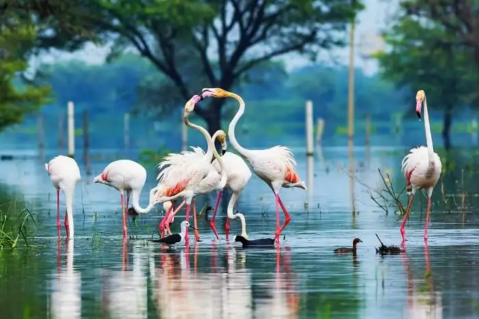 Bharatpur-Bird-Sanctuary.