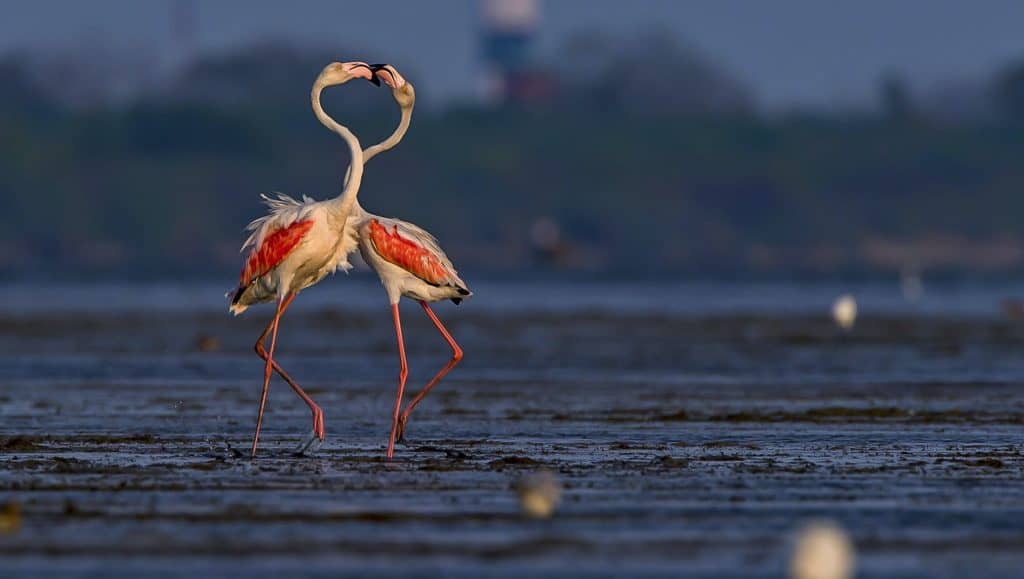 sultanpur bird sanctuary gurgaon