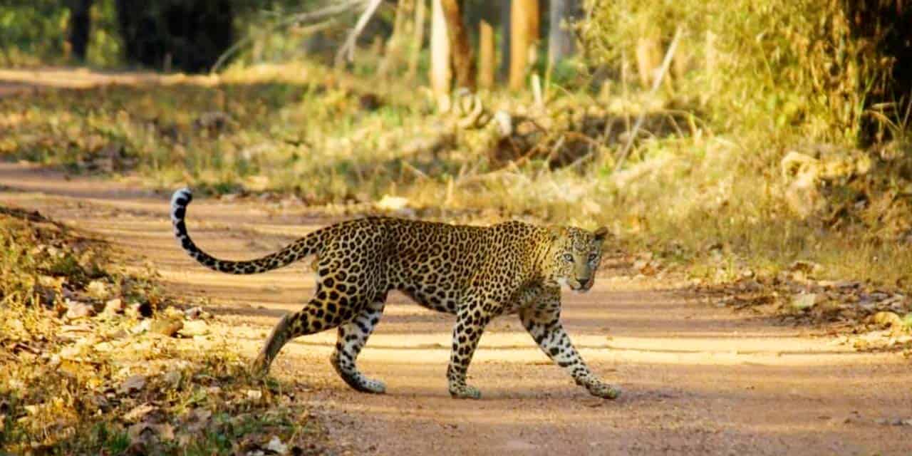 nagzira wildlife sanctuary nagpur