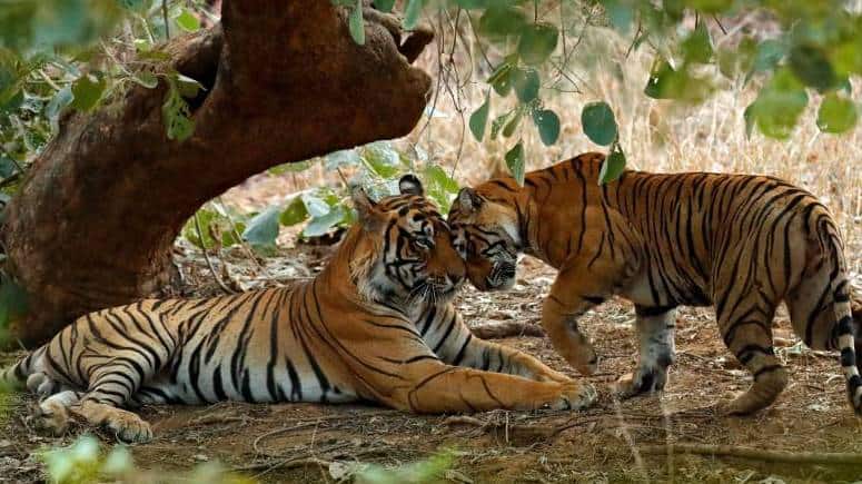 ranthambore national park