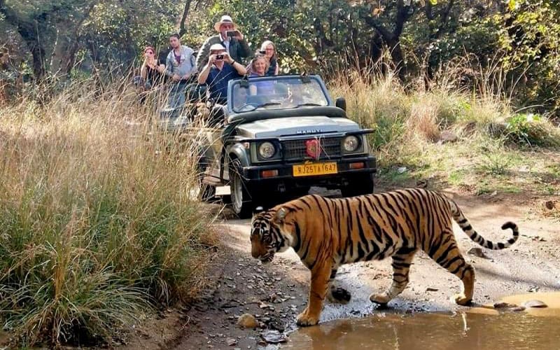ranthambore safari tour