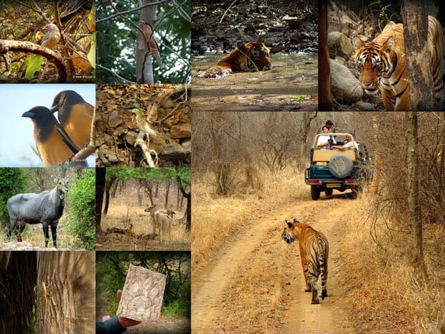 ranthambore wildlife